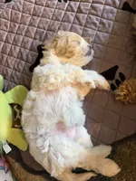 Emmi, a female Coton de Tulear and Poodle - Toy  for sale in Dublin, OH – 5 of 5