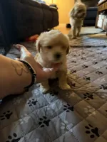 Kiwi, a female Coton de Tulear and Poodle - Toy  for sale in Dublin, OH – 5 of 5
