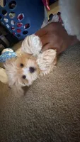 Bagel, a female Coton de Tulear and Poodle - Toy  for sale in Dublin, OH – 2 of 8