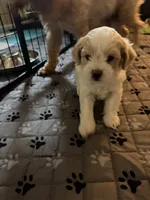 Emmi, a female Coton de Tulear and Poodle - Toy  for sale in Dublin, OH – 4 of 5