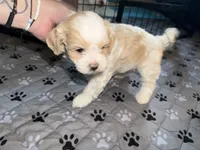 Emmi, a female Coton de Tulear and Poodle - Toy  for sale in Dublin, OH – 3 of 5