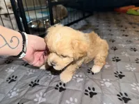 Kiwi, a female Coton de Tulear and Poodle - Toy  for sale in Dublin, OH – 3 of 5