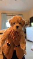 Bagel, a female Coton de Tulear and Poodle - Toy  for sale in Dublin, OH – 4 of 8