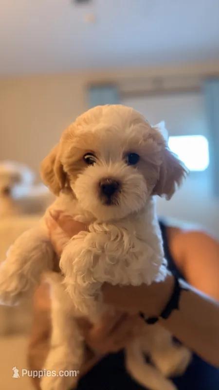 Emmi – Coton de Tulear, Poodle - Toy  puppy for sale in Dublin, OH