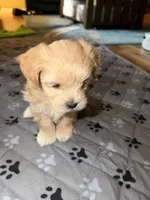 Bagel, a female Coton de Tulear and Poodle - Toy  for sale in Dublin, OH – 7 of 8