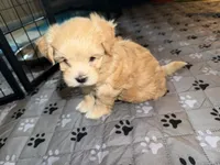 Bagel, a female Coton de Tulear and Poodle - Toy  for sale in Dublin, OH – 5 of 5