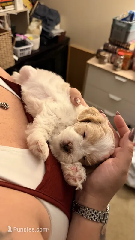 Emmi – Coton de Tulear, Poodle - Toy  puppy for sale in Dublin, OH