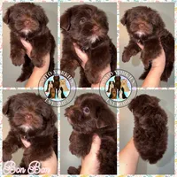 🍫 KB Chocolate Bon Bon, a female Yorkshire Terrier for sale in East Bernstadt, KY – 2 of 10