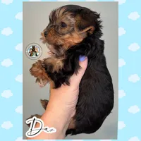 Dax, a male Yorkshire Terrier for sale in London, KY – Photo 4 of 10