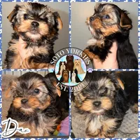 Dax, a male Yorkshire Terrier for sale in London, KY – Photo 5 of 10