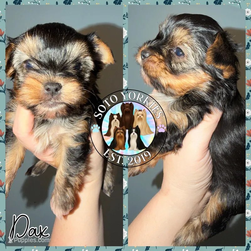 Dax – Yorkshire Terrier puppy for sale in London, KY