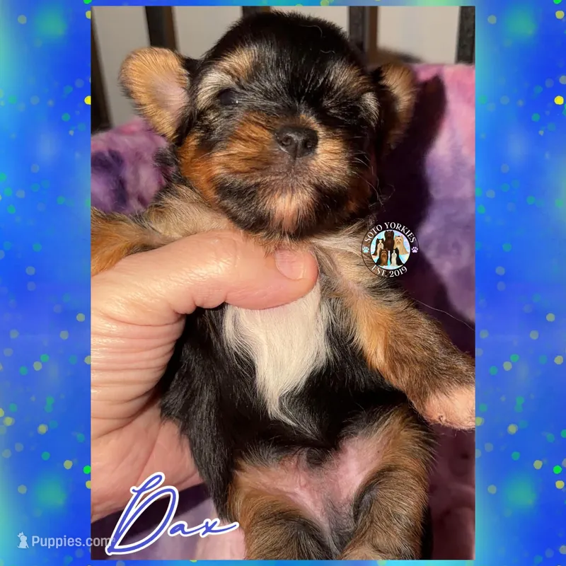 Dax – Yorkshire Terrier puppy for sale in London, KY