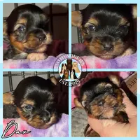 Dax, a male Yorkshire Terrier for sale in London, KY – Photo 2 of 5