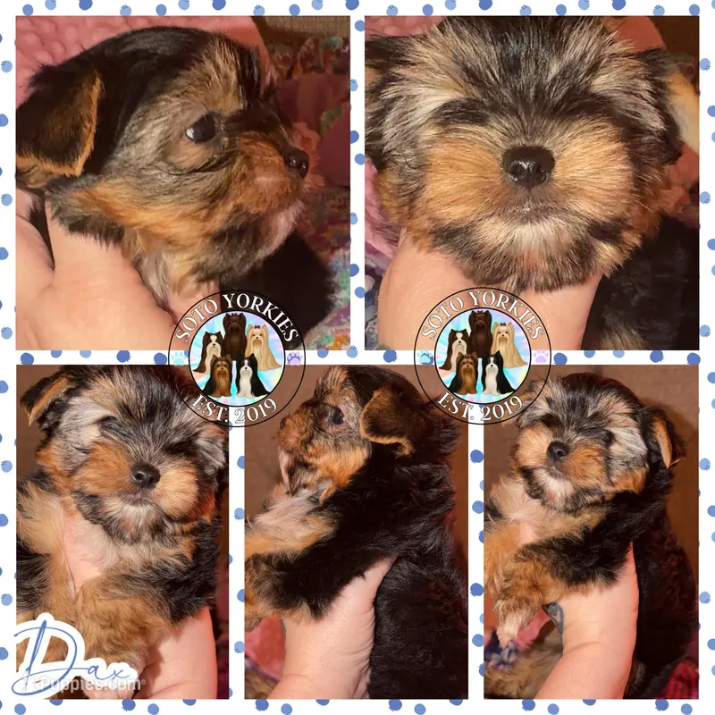 Dax – Yorkshire Terrier puppy on hold in London, KY