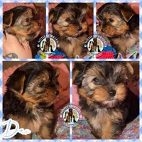 Dax, a male Yorkshire Terrier for sale in London, KY – Photo 2 of 10