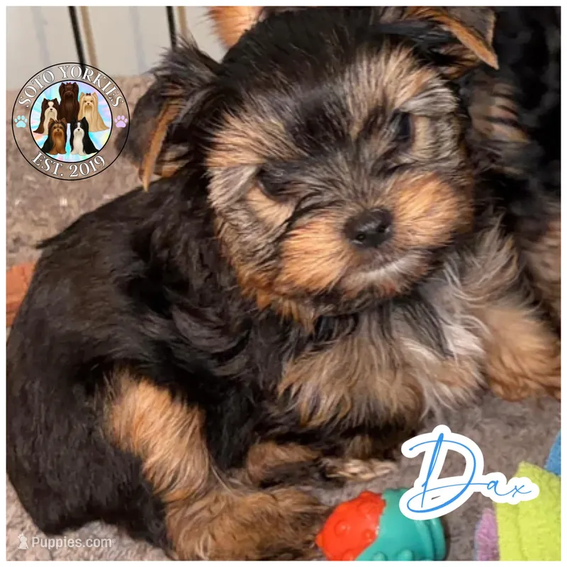 Dax – Yorkshire Terrier puppy for sale in London, KY