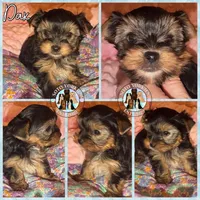 Dax, a male Yorkshire Terrier for sale in London, KY – Photo 6 of 10
