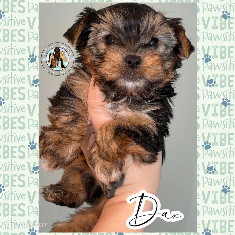 Dax – Yorkshire Terrier puppy for sale in London, KY