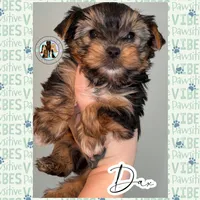 Dax, a male Yorkshire Terrier for sale in London, KY – Photo 3 of 10
