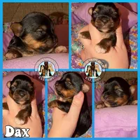 Dax, a male Yorkshire Terrier for sale in London, KY – Photo 3 of 5
