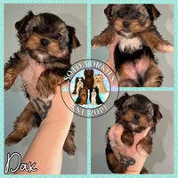 Dax, a male Yorkshire Terrier for sale in London, KY – Photo 7 of 10