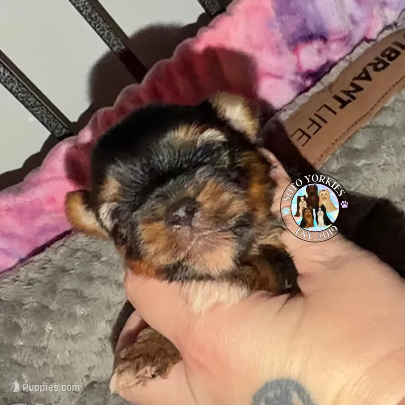 Dax – Yorkshire Terrier puppy for sale in London, KY
