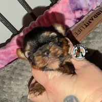 Dax, a male Yorkshire Terrier for sale in London, KY – Photo 1 of 5