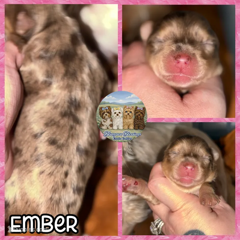 🤎✨ EMBER — Chocolate Merle — Female Yorkie – Yorkshire Terrier puppy for sale in East Bernstadt, KY
