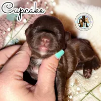 KB Chocolate 🧁 Cupcake, a female Yorkshire Terrier for sale in East Bernstadt, KY – 2 of 4