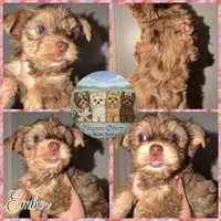 🤎✨ EMBER — Chocolate Merle — Female Yorkie, a female Yorkshire Terrier for sale in East Bernstadt, KY – 3 of 10