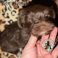 🍫 KB Chocolate Bon Bon, a female Yorkshire Terrier for sale in East Bernstadt, KY – 3 of 10