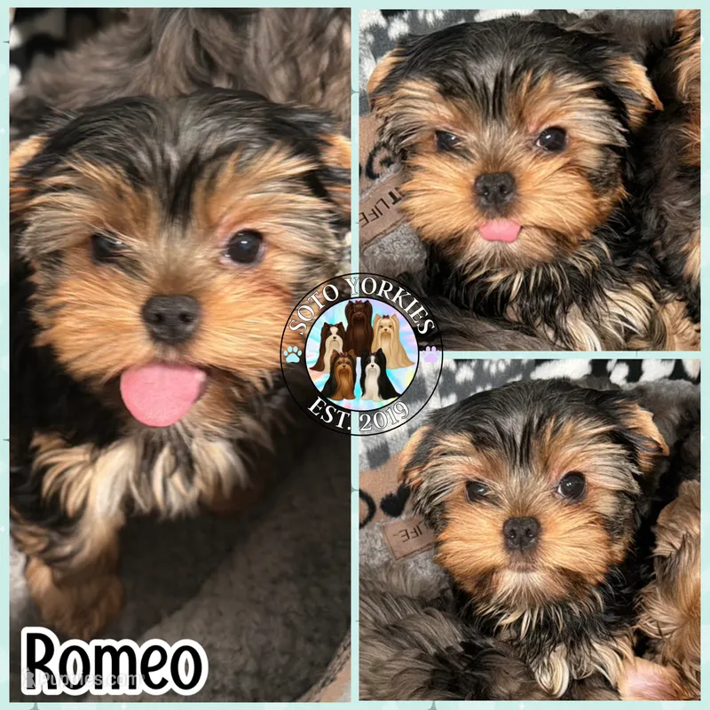 Romeo – Yorkshire Terrier puppy for sale in London, KY