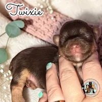 🍫 Twixie, a female Yorkshire Terrier for sale in East Bernstadt, KY – 2 of 4