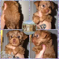 🤎 EVERLY — Chocolate Sable Female Yorkie, a female Yorkshire Terrier for sale in East Bernstadt, KY – 3 of 10