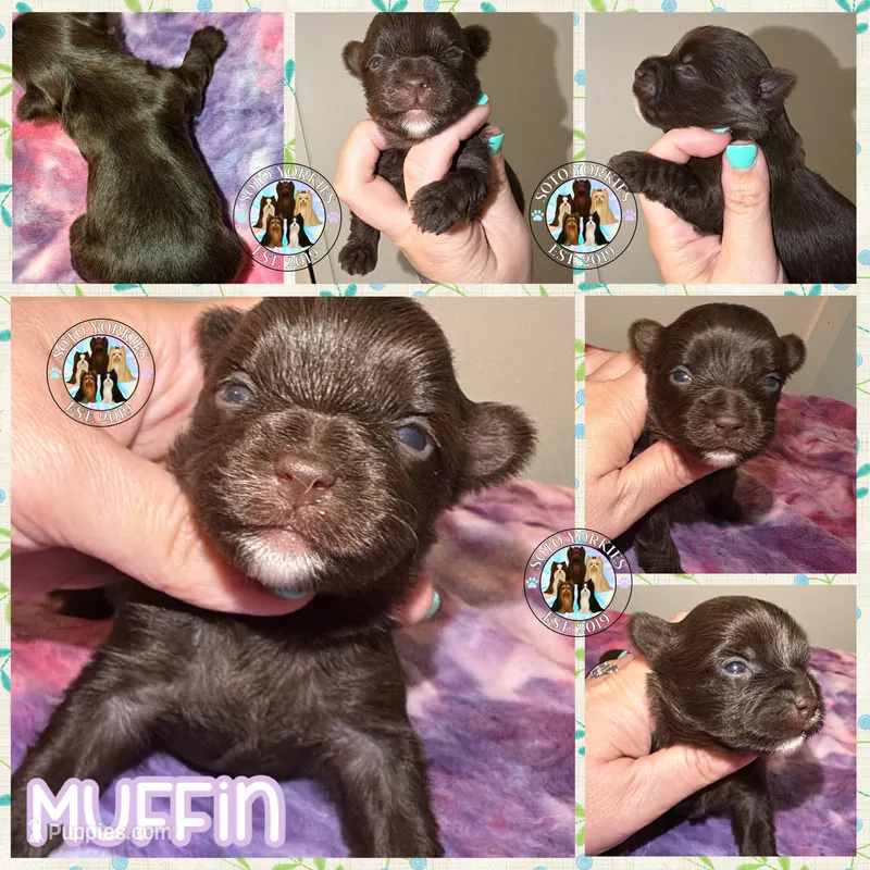 KB Chocolate 🧁 Muffin – Yorkshire Terrier puppy for sale in East Bernstadt, KY