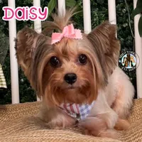🎀 GRACIE — Female Yorkshire Terrier, a female Yorkshire Terrier for sale in East Bernstadt, KY – 5 of 7