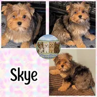 Amora Skye, a female Yorkshire Terrier for sale in London, KY – 5 of 8
