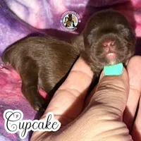 KB Chocolate 🧁 Cupcake, a female Yorkshire Terrier for sale in East Bernstadt, KY – 3 of 4