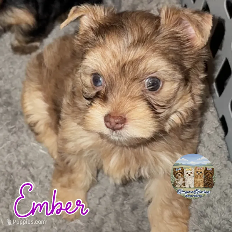 🤎✨ EMBER — Chocolate Merle — Female Yorkie – Yorkshire Terrier puppy for sale in East Bernstadt, KY