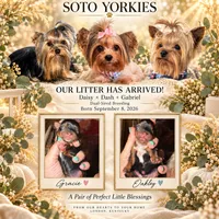 🎀 GRACIE — Female Yorkshire Terrier, a female Yorkshire Terrier for sale in East Bernstadt, KY – 4 of 7