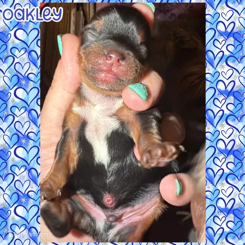 💙 OAKLEY — Male Yorkshire Terrier – Yorkshire Terrier puppy for sale in East Bernstadt, KY