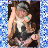 💙 OAKLEY — Male Yorkshire Terrier, a male Yorkshire Terrier for sale in East Bernstadt, KY – 1 of 7