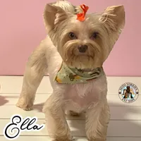 🤎 EVERLY — Chocolate Sable Female Yorkie, a female Yorkshire Terrier for sale in East Bernstadt, KY – 4 of 5
