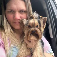 Amora Skye, a female Yorkshire Terrier for sale in London, KY – 8 of 8