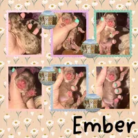 🤎✨ EMBER — Chocolate Merle — Female Yorkie, a female Yorkshire Terrier for sale in East Bernstadt, KY – 1 of 5