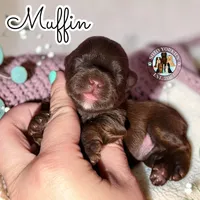 KB Chocolate 🧁 Muffin, a female Yorkshire Terrier for sale in East Bernstadt, KY – 2 of 4