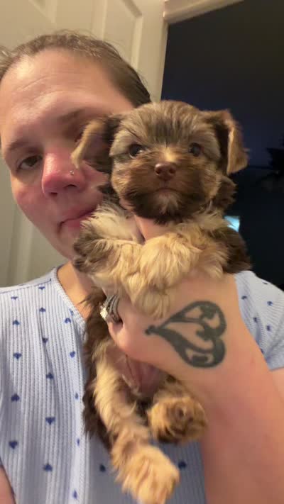 🍫 Twixie, a female Yorkshire Terrier for sale in East Bernstadt, KY – 4 of 10