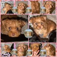 🤎 EVERLY — Chocolate Sable Female Yorkie, a female Yorkshire Terrier for sale in East Bernstadt, KY – 2 of 10