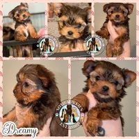 Dreamy, a female Yorkshire Terrier for sale in London, KY – Photo 3 of 10