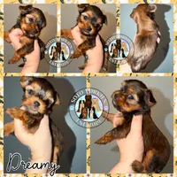 Dreamy, a female Yorkshire Terrier for sale in London, KY – Photo 8 of 10